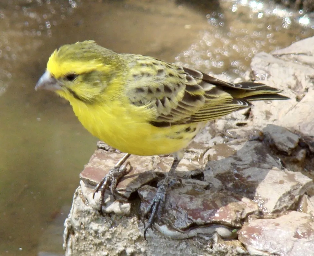 白腹丝雀(Crithagra dorsostriata)