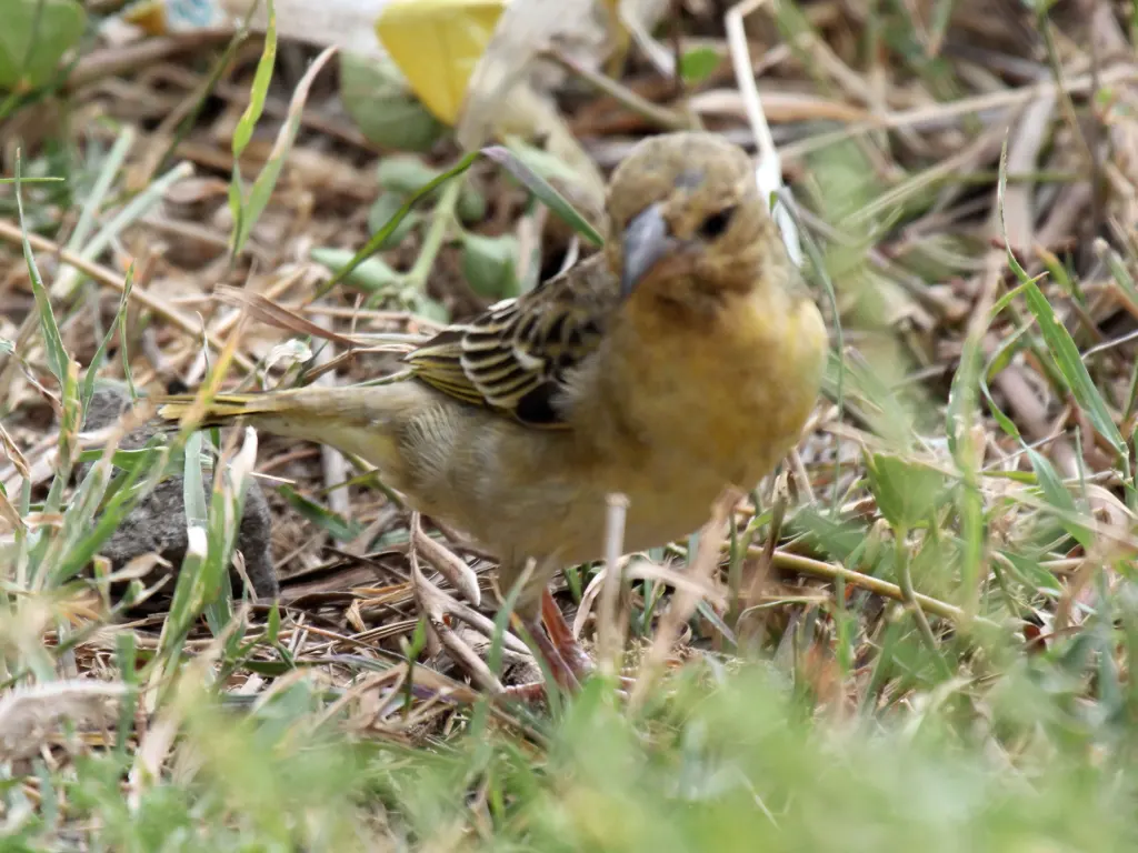黄喉丝雀(Crithagra flavigula)