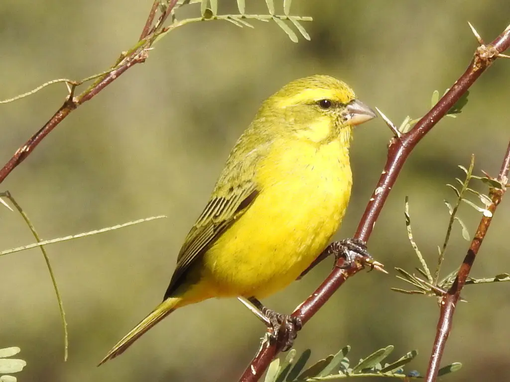 黄丝雀(Crithagra flaviventris)