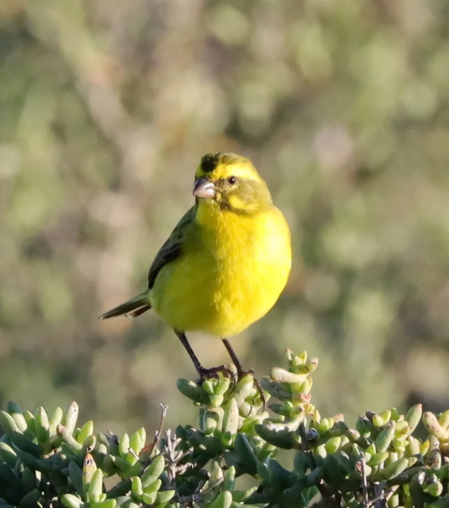 黄丝雀(Crithagra flaviventris)