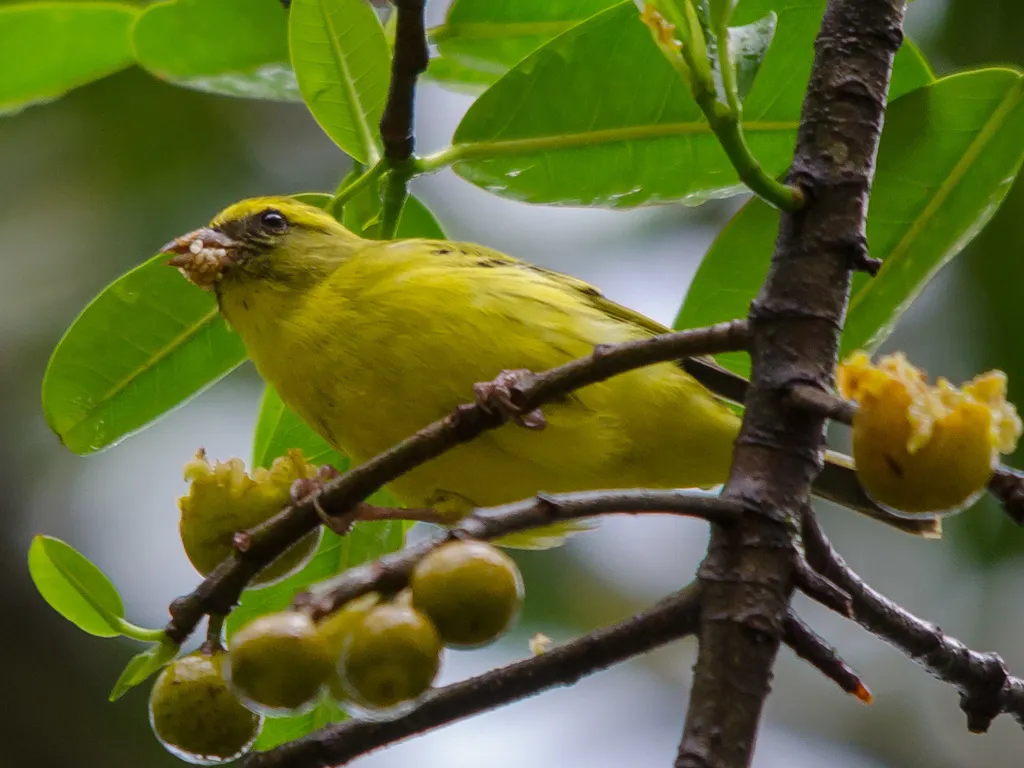 西部丝雀(Crithagra frontalis)