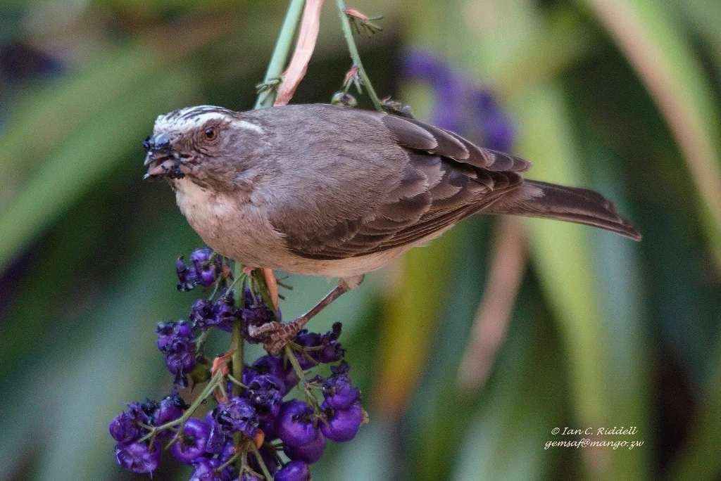 纹头丝雀(Crithagra gularis)