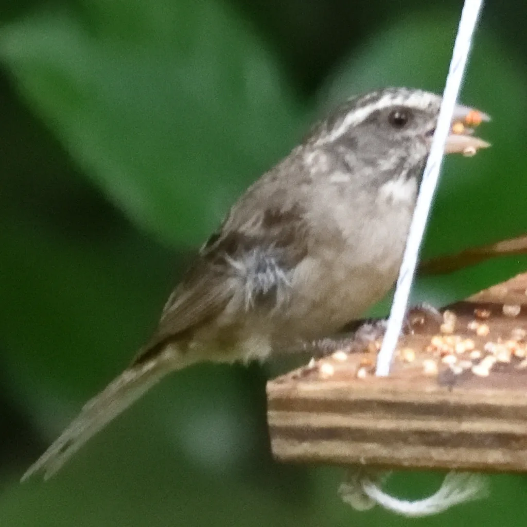 纹头丝雀(Crithagra gularis)