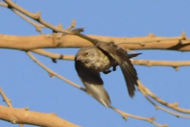 白腰丝雀(Crithagra leucopygia)