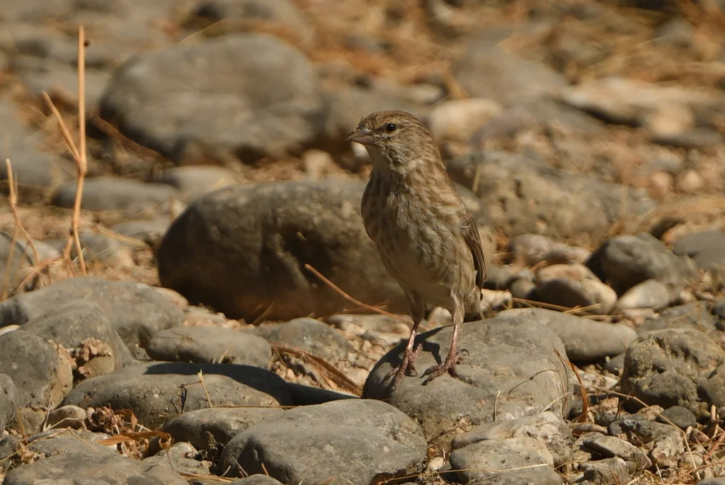 也门丝雀(Crithagra menachensis)