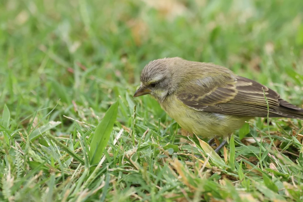 黄额丝雀(Crithagra mozambica)