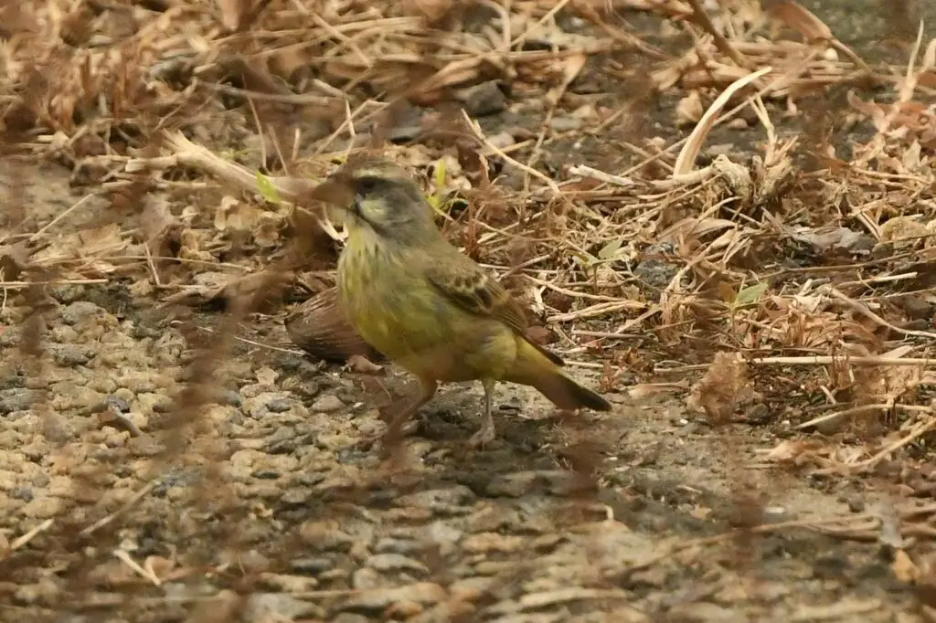 黄额丝雀(Crithagra mozambica)
