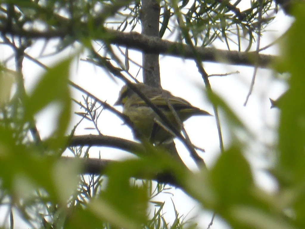 黄额丝雀(Crithagra mozambica)