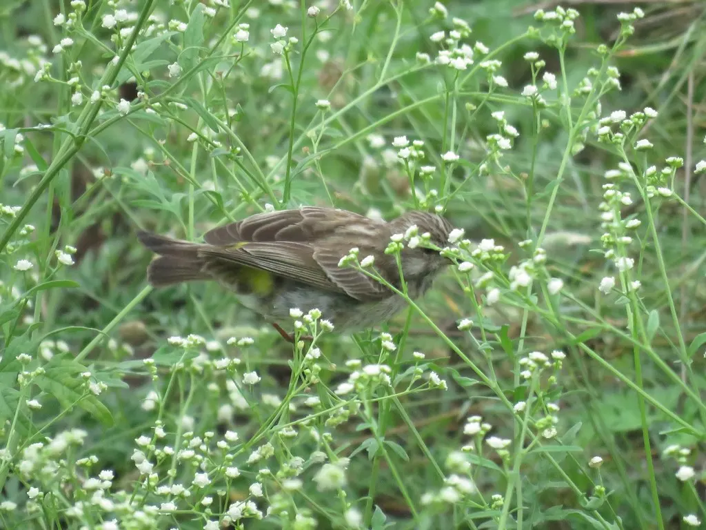 肯尼亚黄腰丝雀(Crithagra reichenowi)
