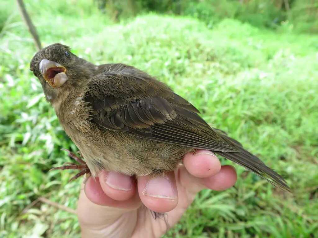 普林丝雀(Crithagra rufobrunnea)