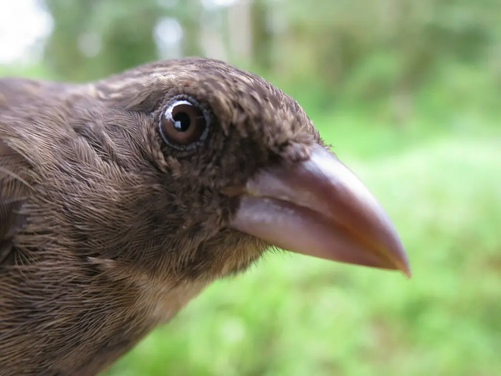 普林丝雀(Crithagra rufobrunnea)