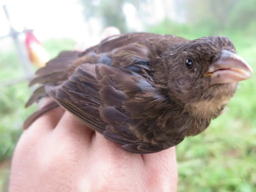 普林丝雀(Crithagra rufobrunnea)