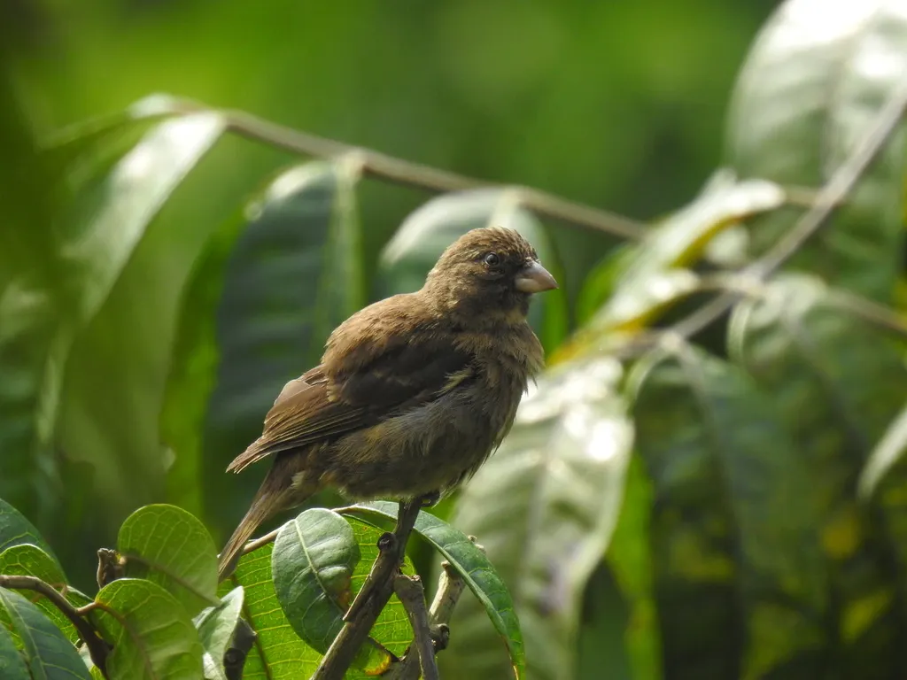 普林丝雀(Crithagra rufobrunnea)