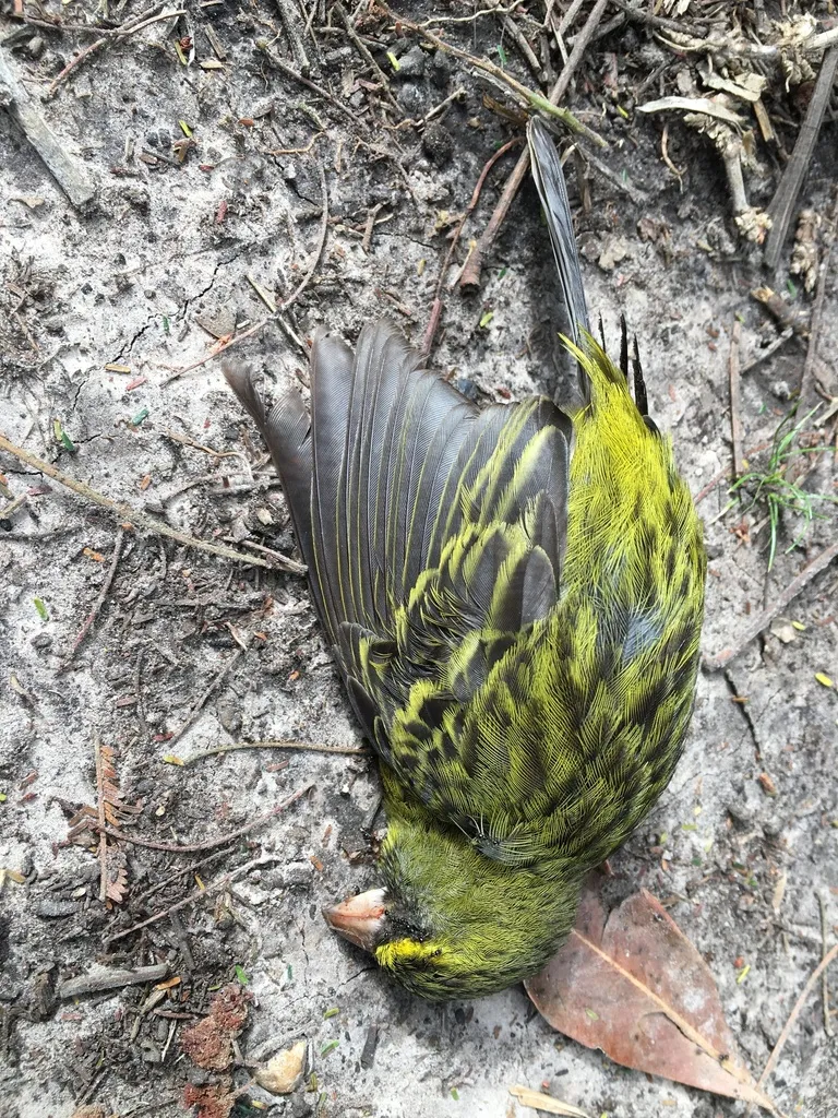 黄眉林丝雀(Crithagra scotops)