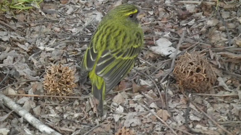 黄眉林丝雀(Crithagra scotops)