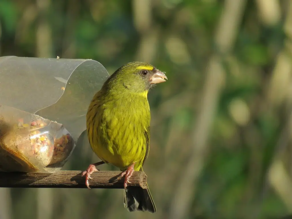 黄眉林丝雀(Crithagra scotops)
