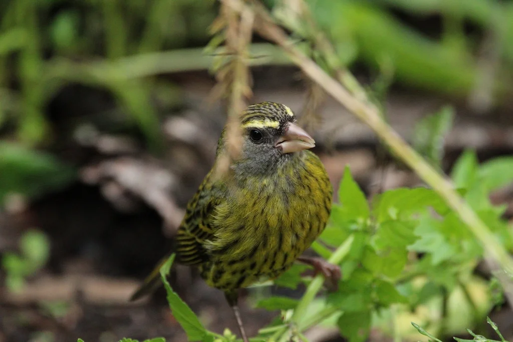 黄眉林丝雀(Crithagra scotops)