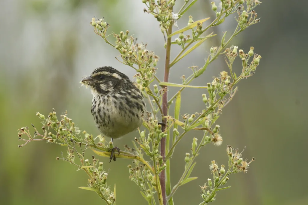 条纹丝雀(Crithagra striolata)
