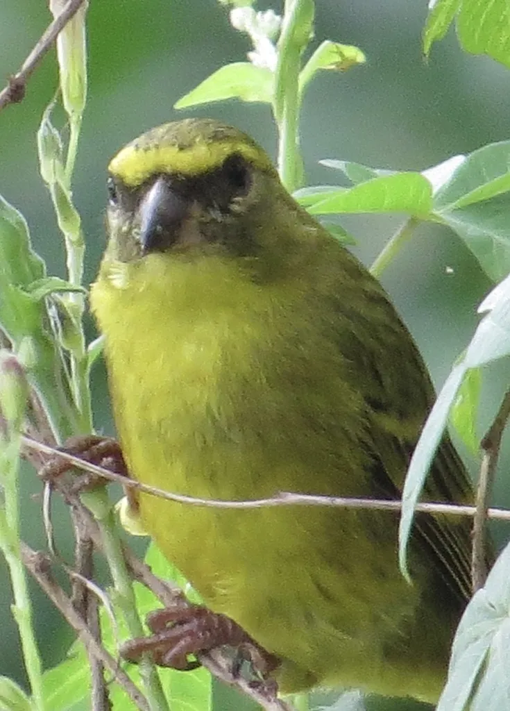 硫黄丝雀(Crithagra sulphurata)