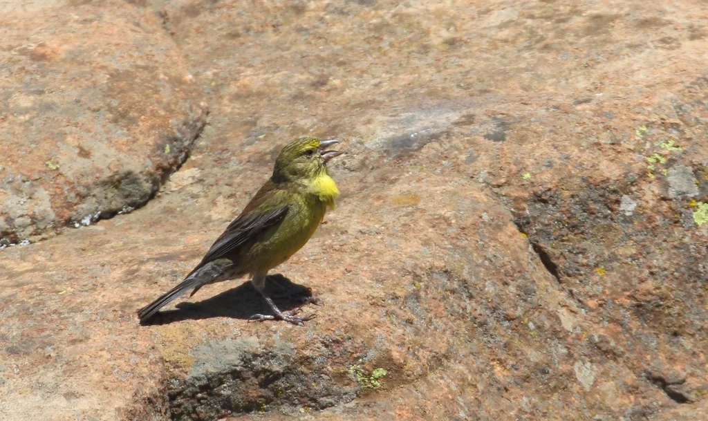 德拉丝雀(Crithagra symonsi)