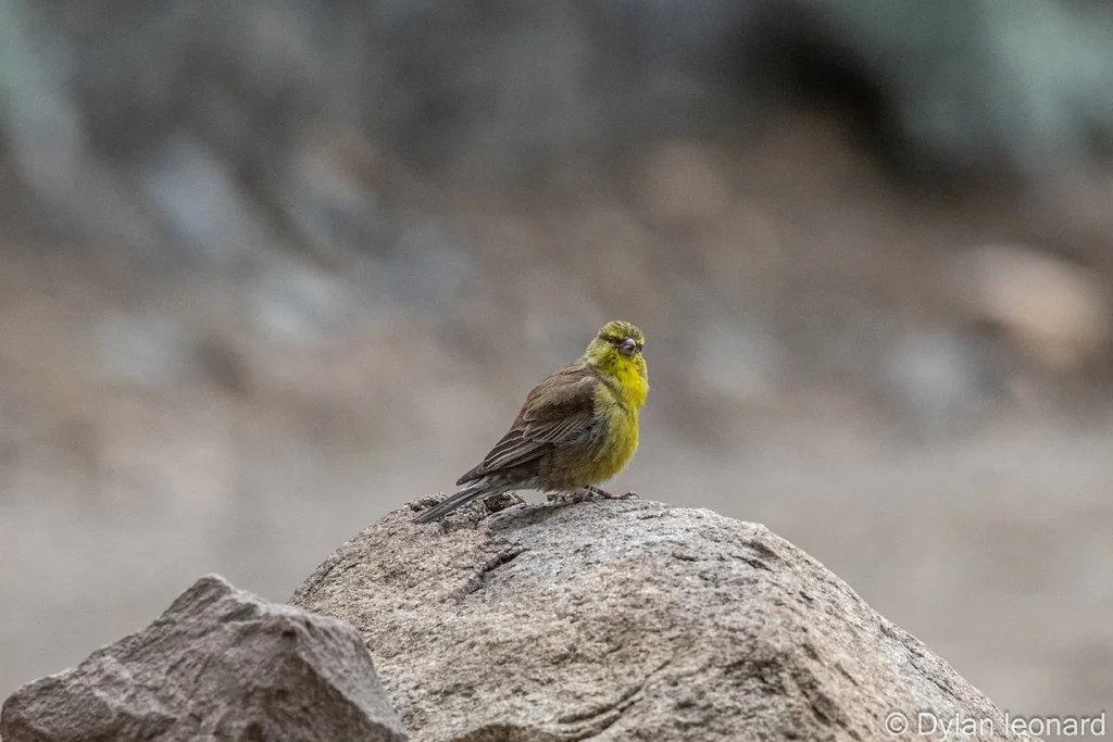 德拉丝雀(Crithagra symonsi)