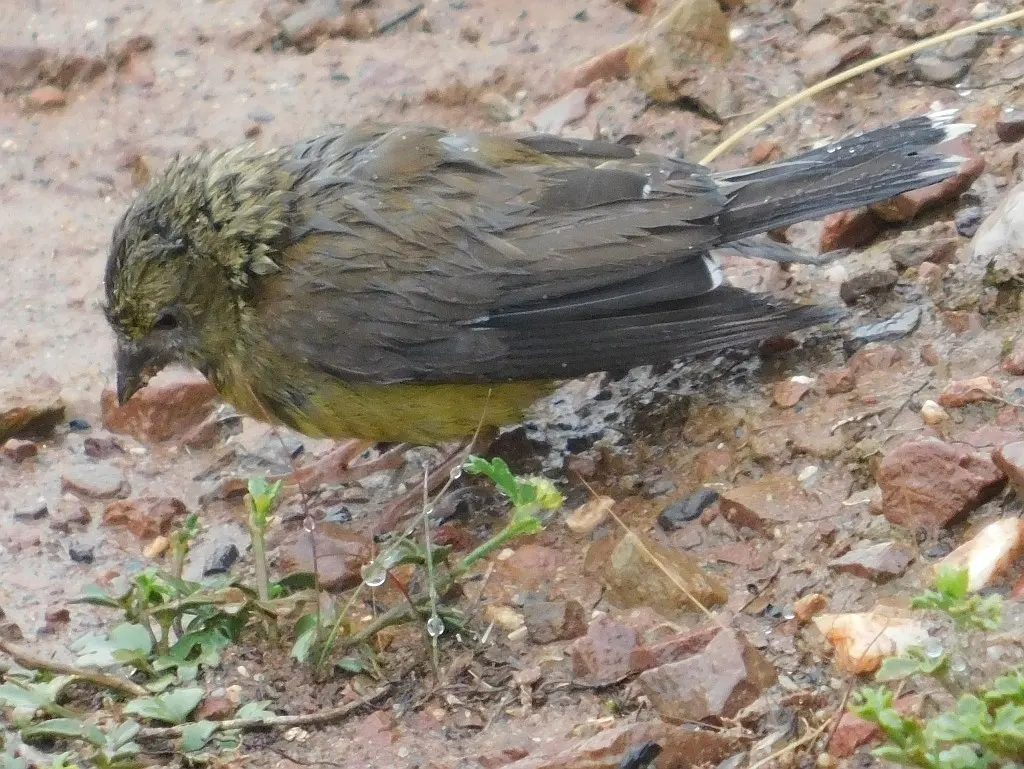 海角丝雀(Crithagra totta)