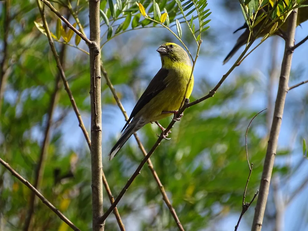 海角丝雀(Crithagra totta)