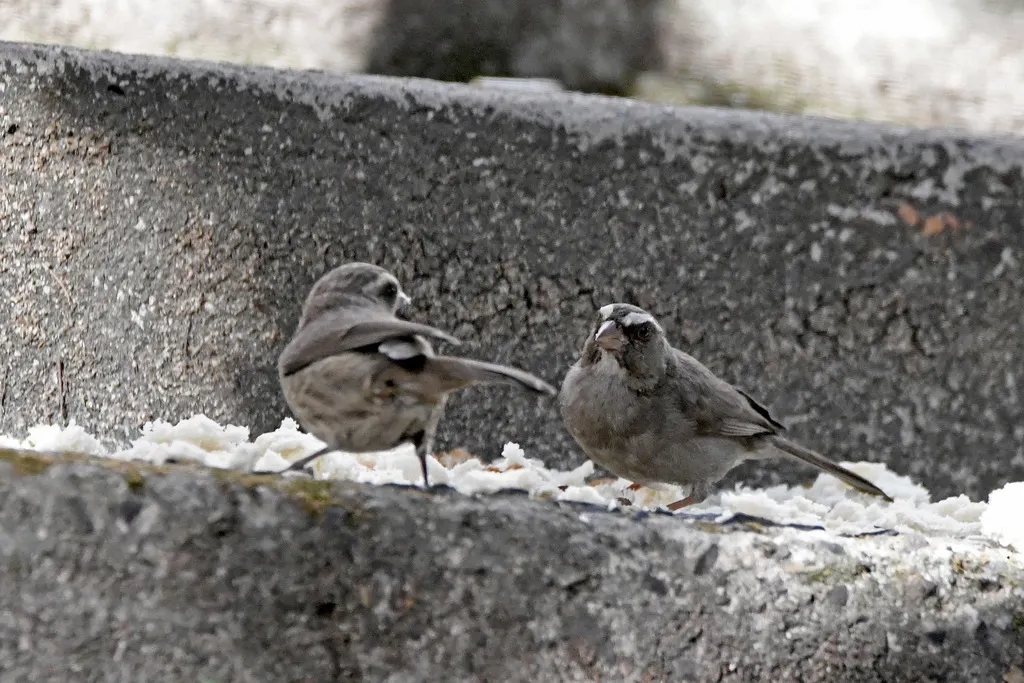 褐腰丝雀(Crithagra tristriata)