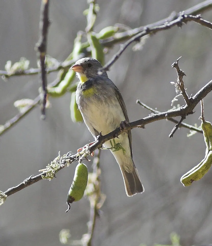 萨氏丝雀(Crithagra xantholaema)