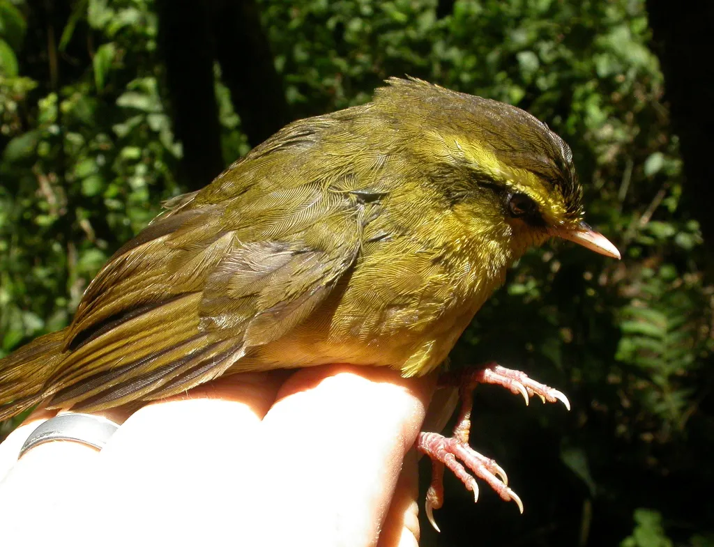 黄眉马岛莺(Crossleyia xanthophrys)