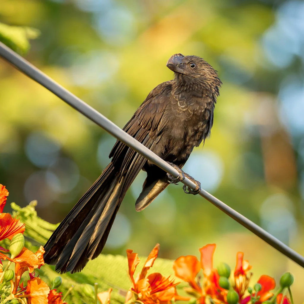 滑嘴犀鹃（Crotophaga ani）