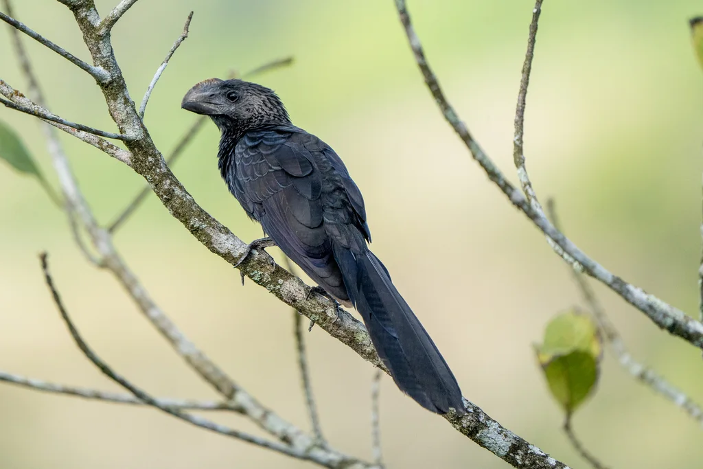 滑嘴犀鹃（Crotophaga ani）