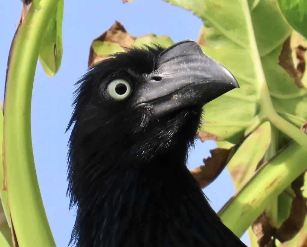 大犀鹃(Crotophaga major)
