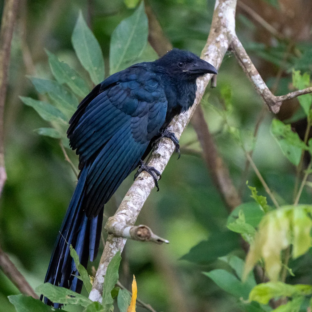 大犀鹃(Crotophaga major)