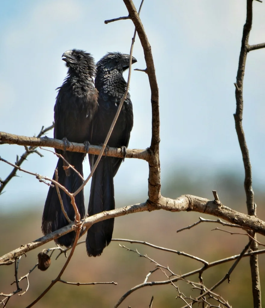 沟嘴犀鹃（Crotophaga sulcirostris）