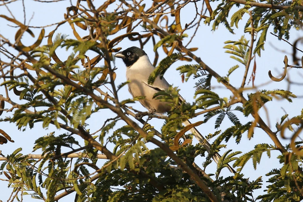 黑头树鹊(Crypsirina cucullata)