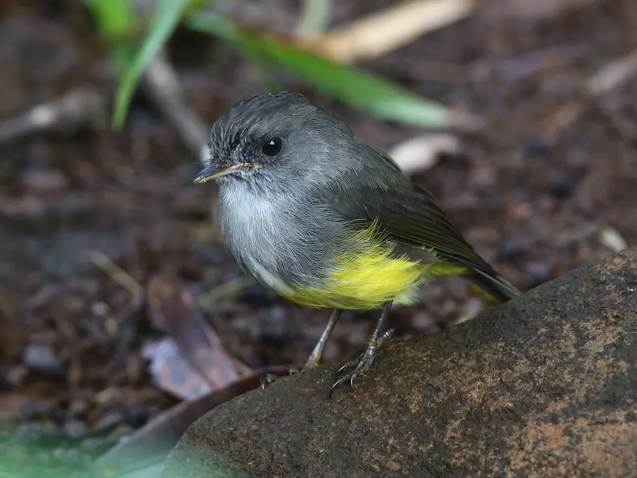 黄腹鸲鹟(Cryptomicroeca flaviventris)