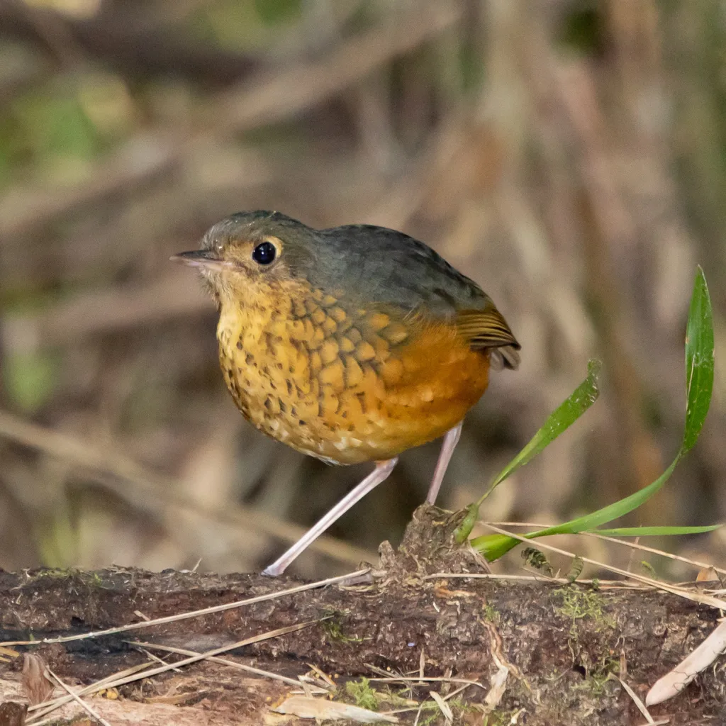 斑胸蚁鸫(Cryptopezus nattereri)