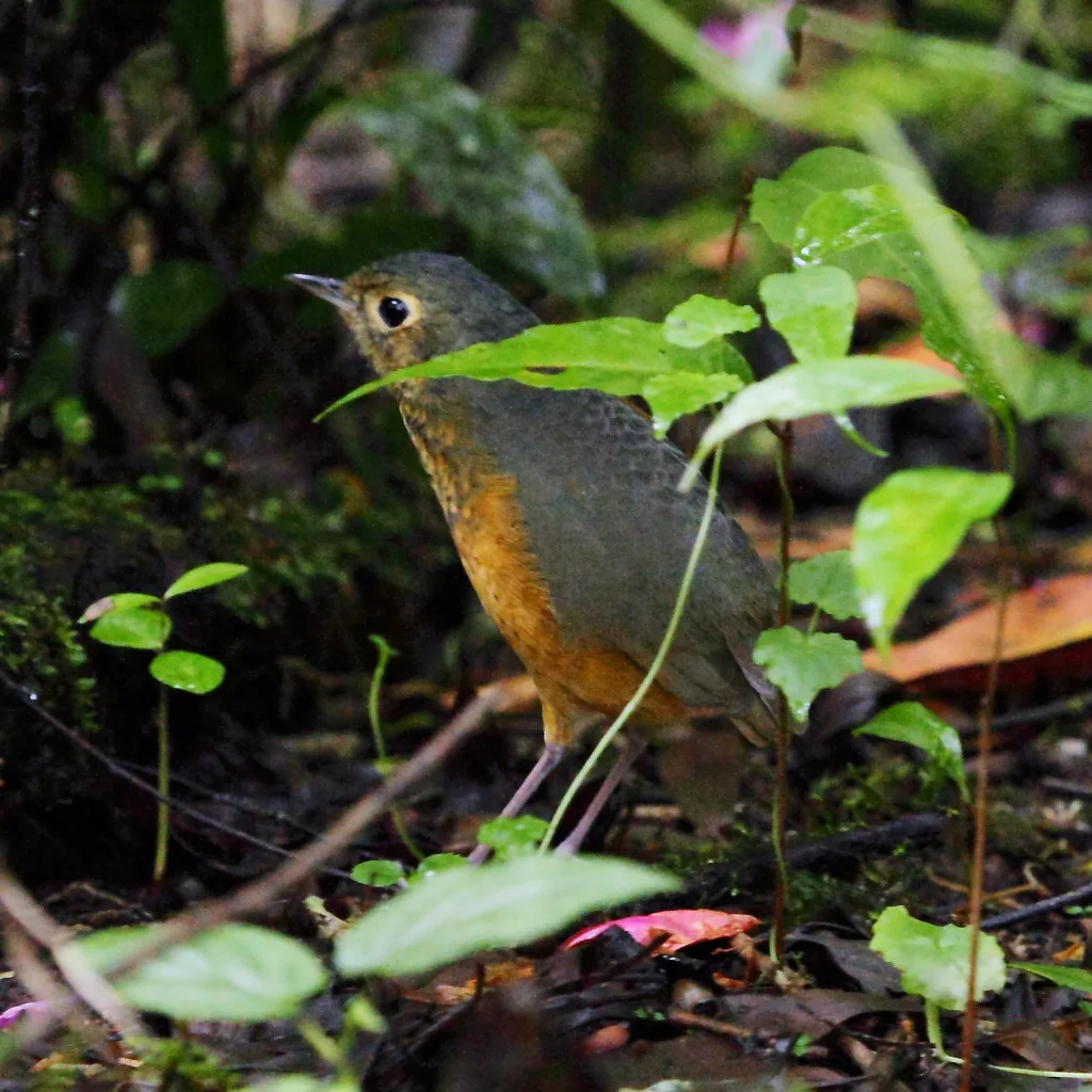 白眉蚁鸫（Hylopezus ochroleucus）