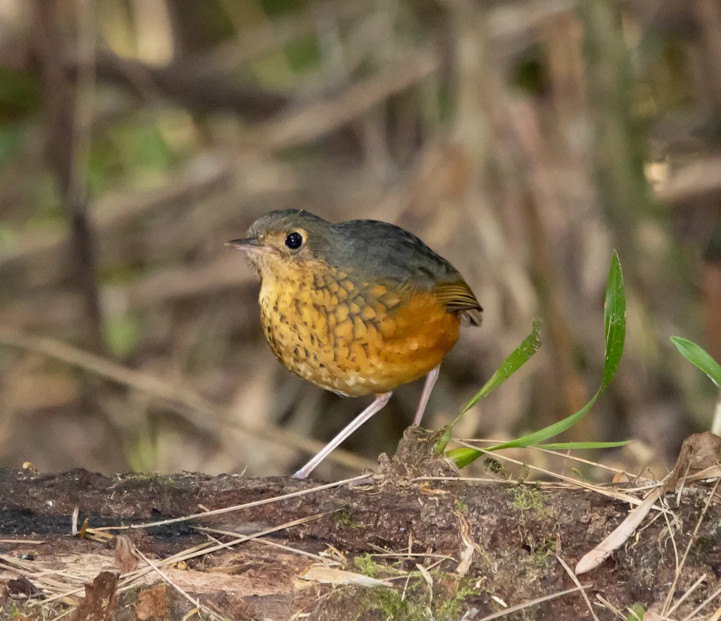 斑胸蚁鸫(Cryptopezus nattereri)