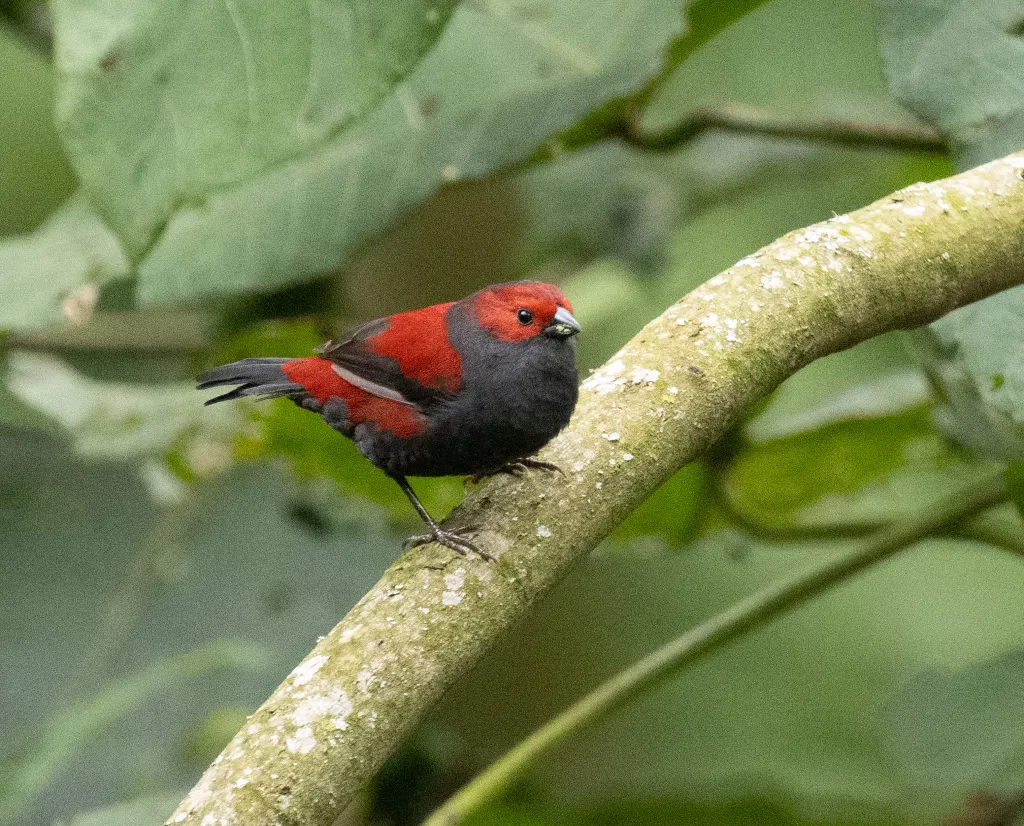 暗腹朱翅雀(Cryptospiza jacksoni)