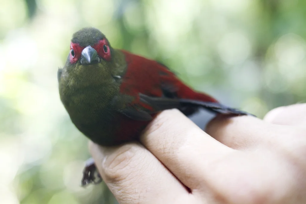 红脸朱翅雀(Cryptospiza reichenovii)