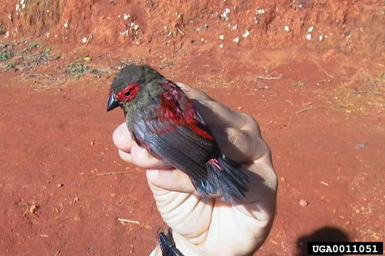 红脸朱翅雀(Cryptospiza reichenovii)