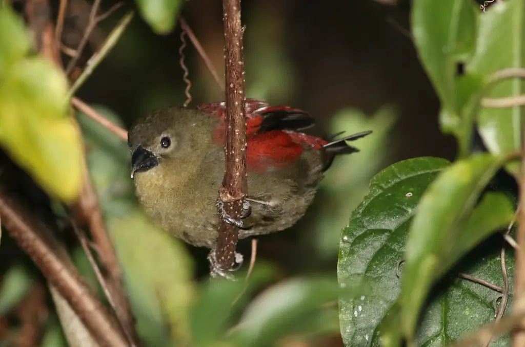 红脸朱翅雀(Cryptospiza reichenovii)