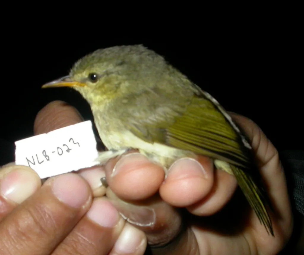 隐马岛莺（Cryptosylvicola randrianasoloi）