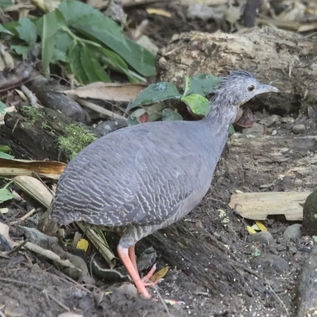黑顶穴䳍(Crypturellus atrocapillus)