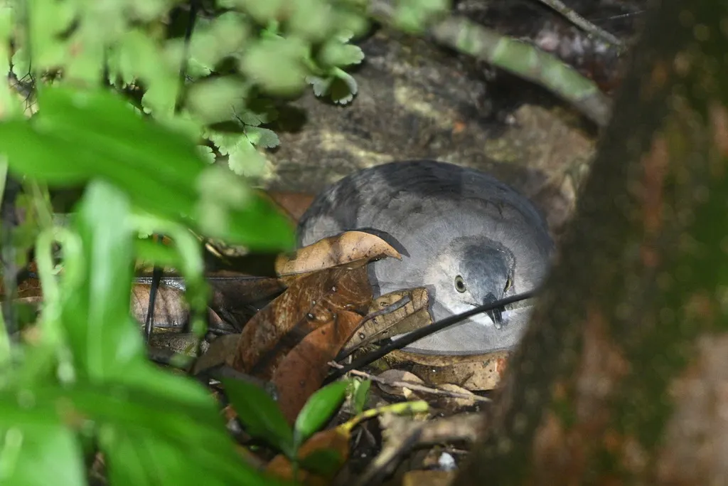 棕穴䳍(Crypturellus cinnamomeus)