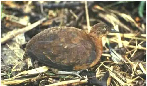 灰腿穴䳍(Crypturellus duidae)