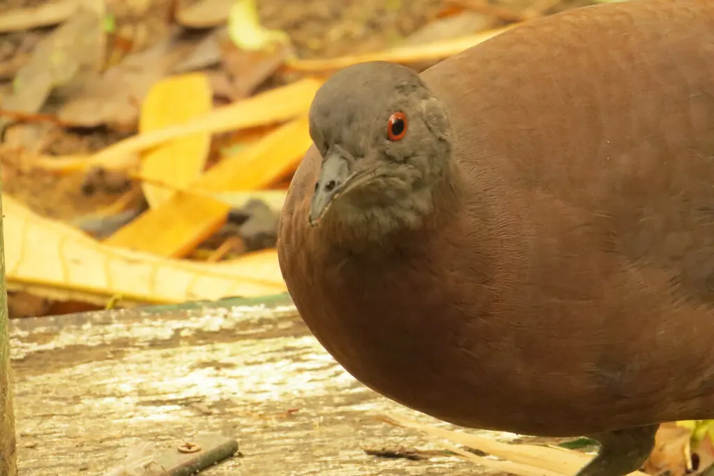 褐穴䳍(Crypturellus obsoletus)