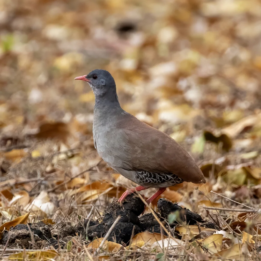 小嘴穴䳍(Crypturellus parvirostris)